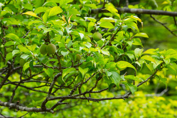 実をつけ始めた梅の木 鳥取県 樗谿公園