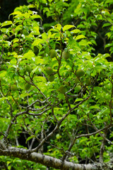 実をつけ始めた梅の木 鳥取県 樗谿公園