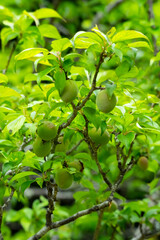 実をつけ始めた梅の木 鳥取県 樗谿公園
