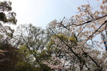 春の風景　山の木