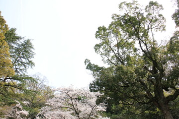 春の風景　山の木