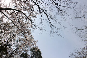 春の風景　山の木