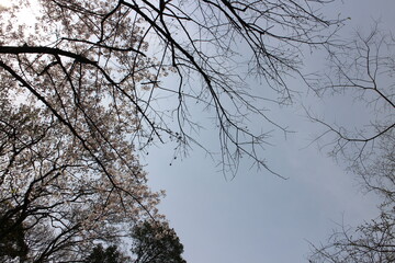 春の風景　山の木