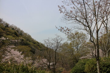 Obraz premium 春の風景 山