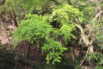春の風景　もみじ