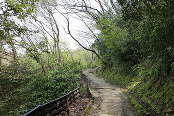 春の風景　ハイキングの山道