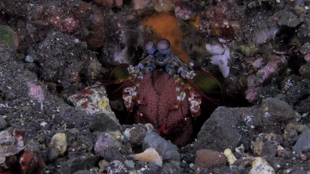 Peacock Mantis Shrimp - Odontodactylus scyllarus is taking care of eggs. Sea life of Tulamben, Bali, Indonesia. 4k underwater video.