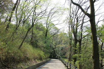 春の風景　ハイキングの山道