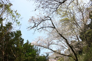 春の風景　山