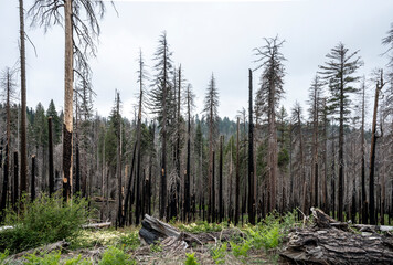 Forest fire in the mountains of California