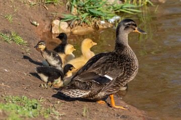 duck and ducklings