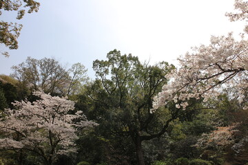 春の風景　山