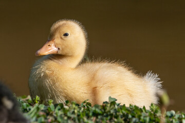 baby duck in the grass