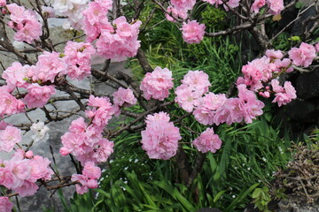 春の風景　八重桜