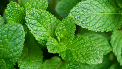 Green Mint Plant Grow Background closeup.mint leaf. © zhikun sun