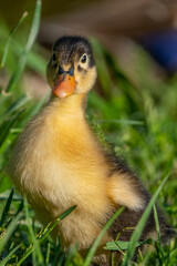 duckling in the grass
