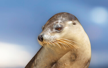 Close-up portrait of a Australian sea lion pup	