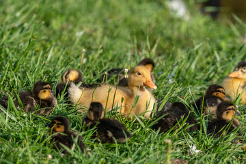 ducklings on grass