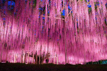 足利市　あしかがフラワーパーク　大藤のライトアップ