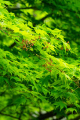 春に咲く小さなモミジの花 紅葉