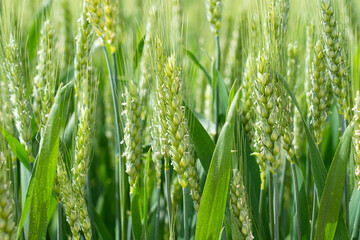 Ripe ears of meadow wheat field. Ears of green wheat close up.