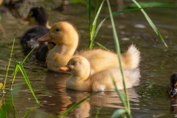 baby ducks