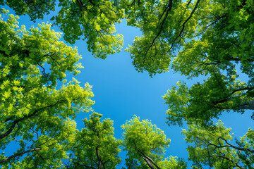 Clear blue sky and green trees seen from below, carbon neutrality concept presented in a vertical format, perfect for earth day or world environment day desktop backgrounds.