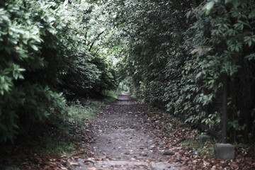 Obraz premium 街路樹