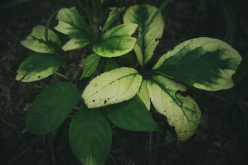Closeup Nature View of Green Leaves and Palm Trees in the Background. Flat Lay, Dark Nature Concept, Tropical Foliage
