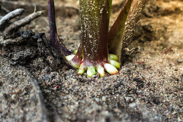 Close-up Shot of Corn Roots.