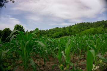 Panoramic View of a Young Cornfield Plantation Against the Sunrise.
