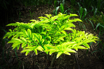 Green and White Leaves Bathed in Soft Sunlight