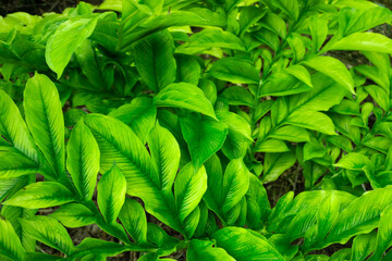 Closeup Nature View of Green Leaves and Palm Trees in the Background. Flat Lay, Tropical Foliage