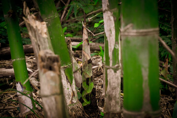 Close up of bamboo shoot