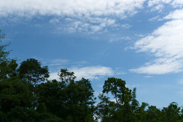 sky blue cloud and gree trees