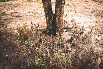 Macro photography of tree bark and trunk