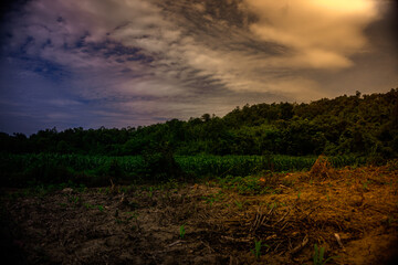 The Tree, Dark Clouds, and Sunset