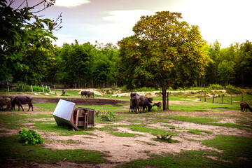 Cottage of buffalo in green rice field cleary blue sky with warm sunshie nature life in thailand asia - Powered by Adobe