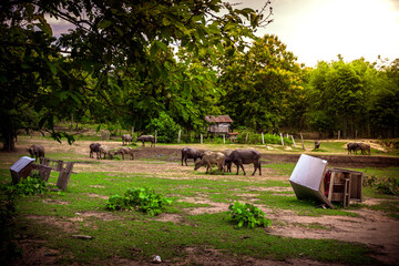 Cottage of buffalo in green rice field cleary blue sky with warm sunshie nature life in thailand asia - Powered by Adobe