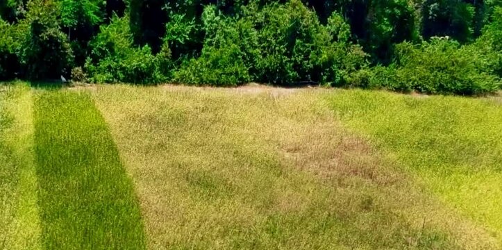 aerial video of rice fields on the edge of the forest
