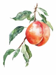 watercolor one peach with leaves clipart set