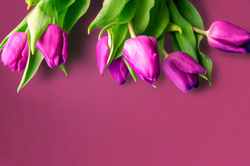 Obraz premium Fresh flower composition, bouquet of bi color tulips