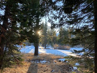 Sunrays creating shadows among forest at Lake Tahoe, California. 