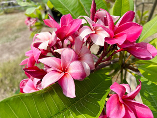 plumeria or frangipani flower in nature garden