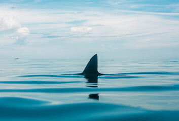 Shark fin on ocean surface in cloudy clear sky