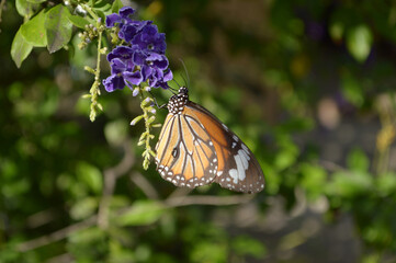 a butterfly in the garden
