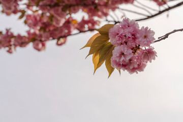 yaezakura, double cherry-blossoms. 八重桜