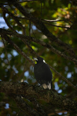 Magpie - perched on an oak branch