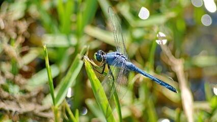 Male eastern pondhawk (Erythemis simplicicollis) dragonfly perched on a blade of grass in Panama City, Florida, USA