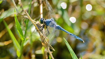 Male eastern pondhawk (Erythemis simplicicollis) dragonfly perched on a blade of grass in Panama City, Florida, USA